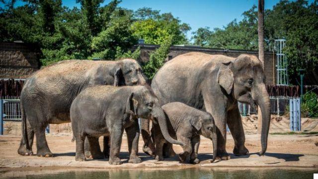 El Zoológico de Houston: Encuentros con la Fauna Mundial